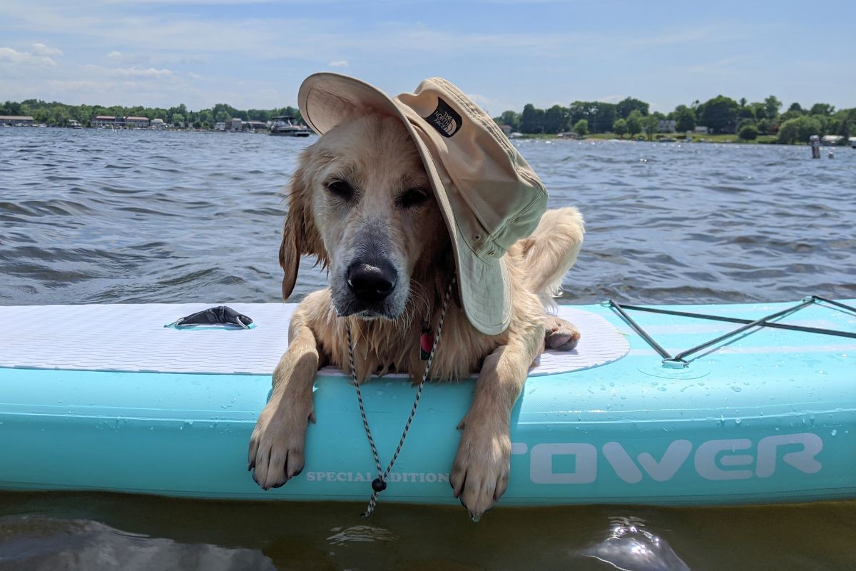 Paddle Board Dog Photos and How to Guide Tower Paddle Boards